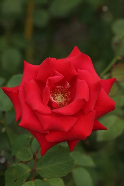 Kvetoucí červené růže — Stock fotografie