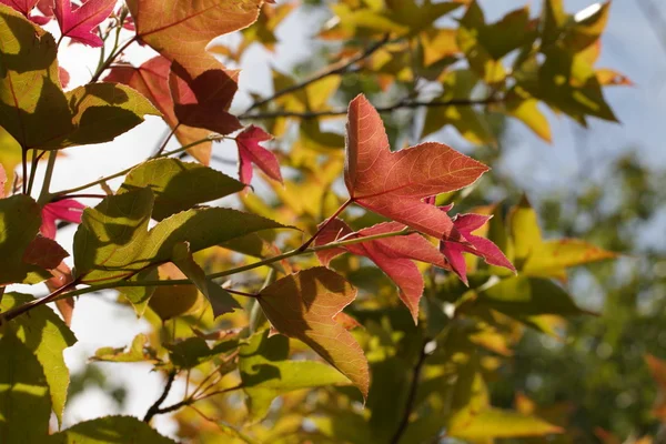 Red Yellow Orange Green Maple Leaves in the Start of Autumn Seas