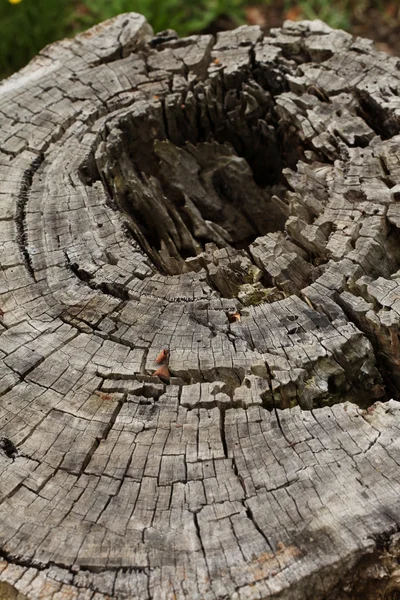 Έναν κορμό δέντρου περικοπών με μια μεγάλη τρύπα και το μοναδικό ξύλινο πρότυπο — Φωτογραφία Αρχείου
