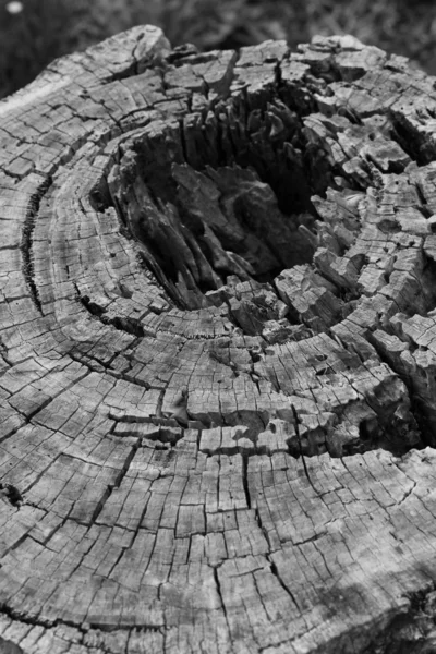 Έναν κορμό δέντρου περικοπών με μια μεγάλη τρύπα και το μοναδικό ξύλινο πρότυπο — Φωτογραφία Αρχείου
