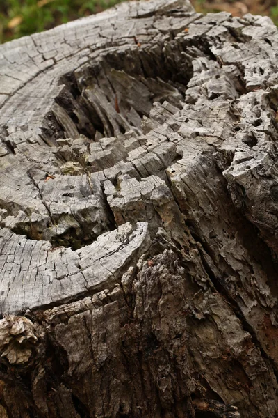 ユニークな木製パターンと大きな穴カット木の幹 — ストック写真