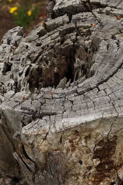 Un tronc d'arbre coupé avec un grand trou et un motif en bois unique — Photo