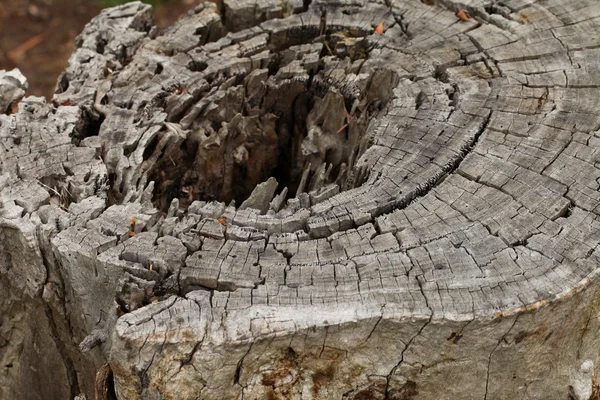 Срезанный ствол дерева с большой дырой и уникальным деревянным узором — стоковое фото