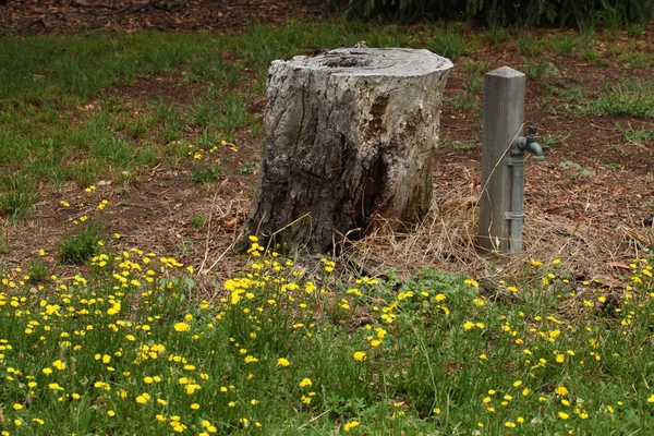 Отрезанный ствол дерева с водяным колпаком перед парком — стоковое фото