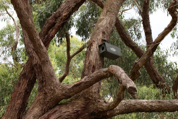 一只木鸟的房子在树状分支喜欢 — 图库照片