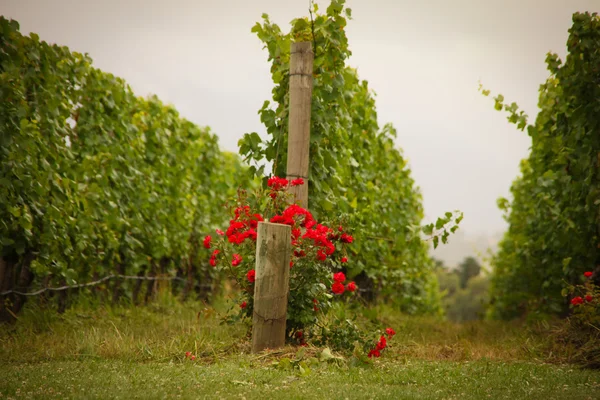 stock image Wineries or Vineyards in Australia