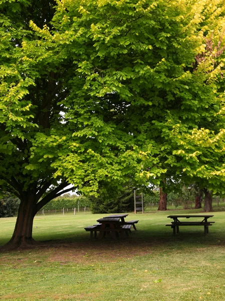 Сидячая скамейка под деревом — стоковое фото