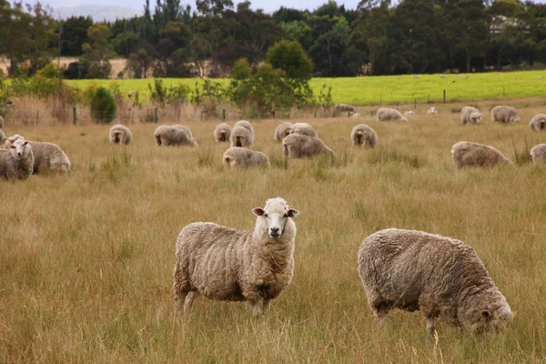 stock image Sheep or Lamb Farm