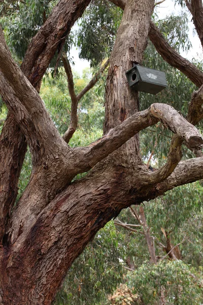 Uma casa de pássaro de madeira no topo dos ramos da árvore em forma de um Fotografias De Stock Royalty-Free