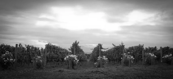 Bodegas o viñedos en Australia Imagen de stock
