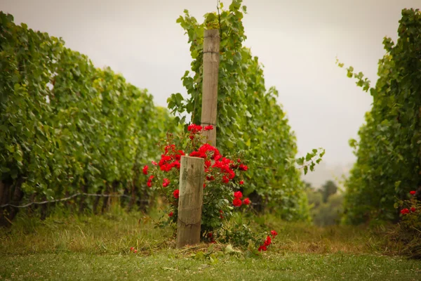 ワイナリーやオーストラリアのブドウ園 ロイヤリティフリーのストック画像