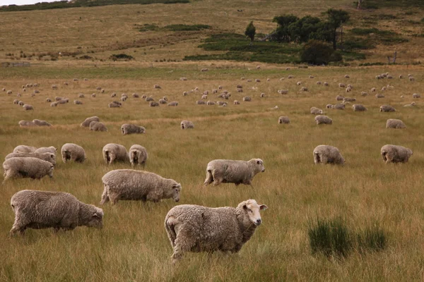 Schaf- oder Lammfarm Stockfoto