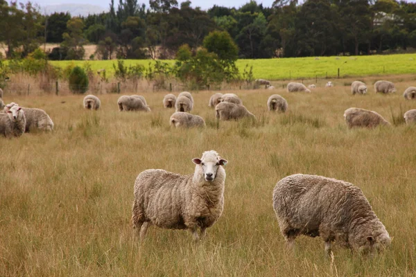 Granja de ovejas o corderos Imágenes de stock libres de derechos