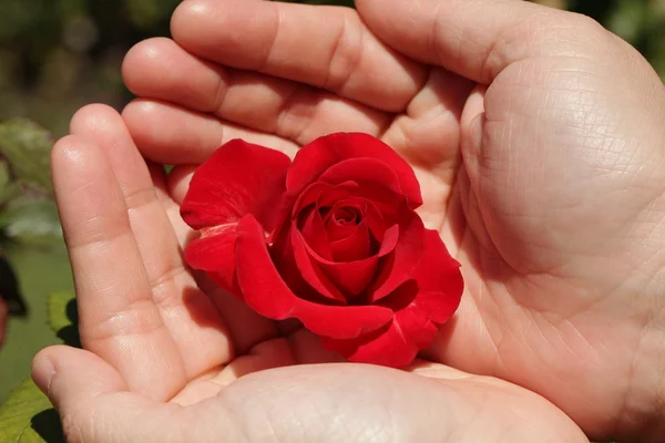 stock image Blooming Red Roses