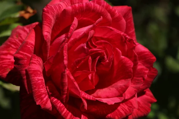Blühende rote Rosen — Stockfoto