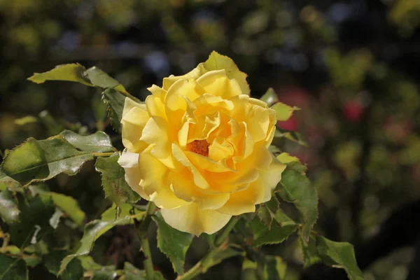 꽃피는 노란 장미 — 스톡 사진