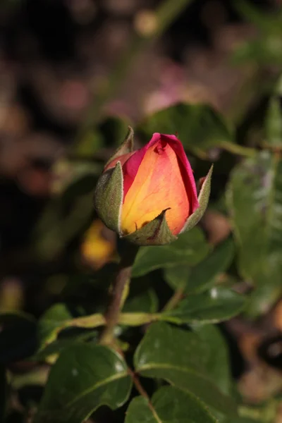 バラの開花 — ストック写真