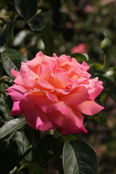 stock image Blooming Pink Roses