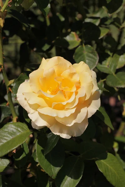 Stock image Blooming Yellow Roses