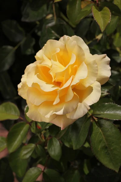 stock image Blooming Yellow Roses