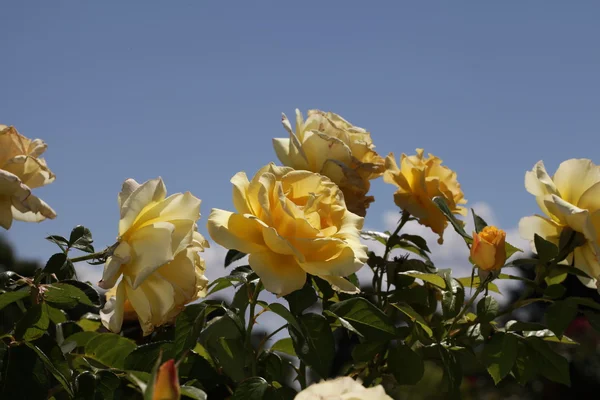 stock image Blooming Yellow Roses