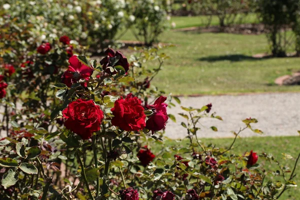 stock image Blooming Red Roses