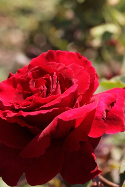 stock image Blooming Red Roses