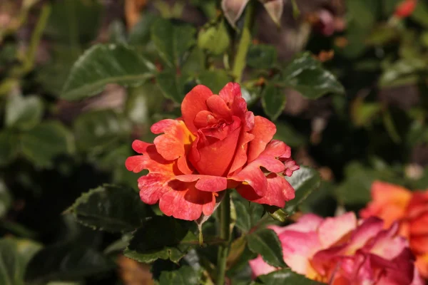 Rosas rojas en flor Imagen de archivo