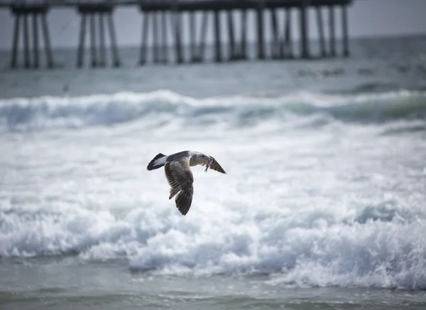 Stock image Flying Seagull