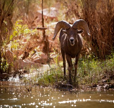 Big Horn Sheep Along the River Bed clipart