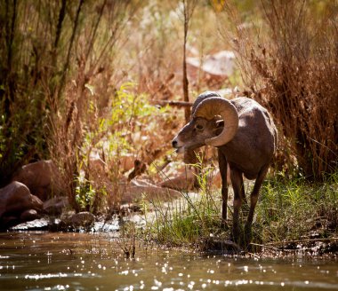 Big Horn Sheep clipart