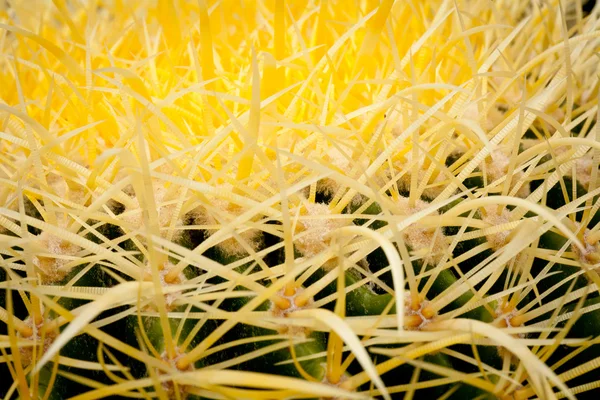 Яскраві жовті кактус — стокове фото