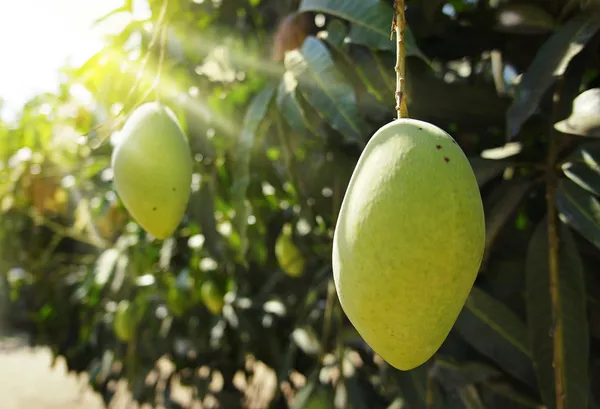 Árbol de mango —  Fotos de Stock