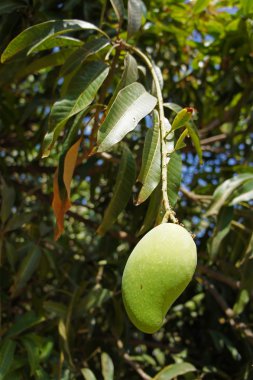 Mango ağacı