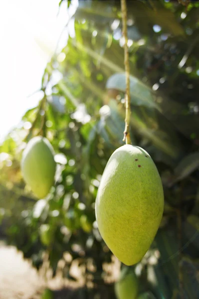 Mangoträd lodrätt — Stockfoto