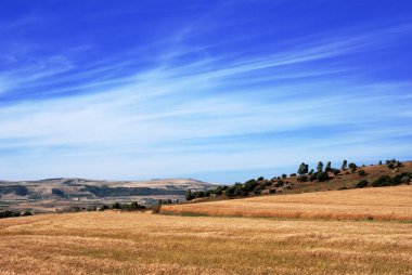 buğday tarlası