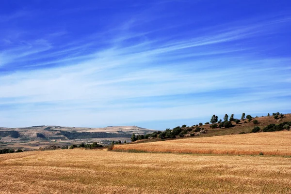 Campo de trigo — Fotografia de Stock