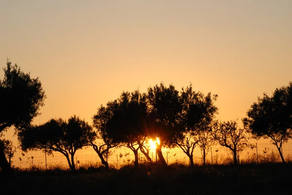 Sardinia Sunset — Stock Photo, Image