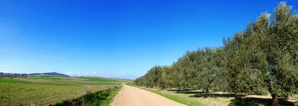 Ряд оливкових дерев — стокове фото