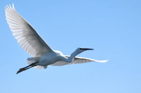 stock image Flight of a bird