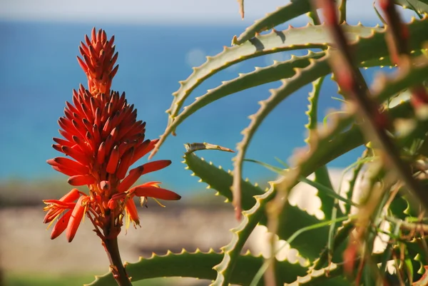 Bunga Aloe — Stok Foto