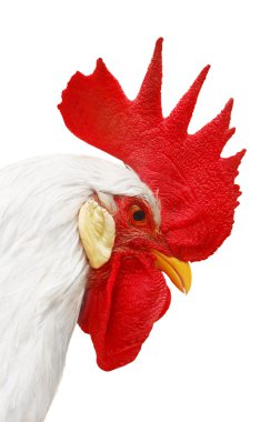 White rooster with red crest clipart