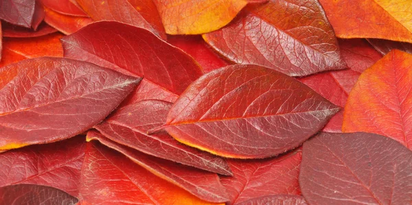 Σωρό από κόκκινα φύλλα — Φωτογραφία Αρχείου