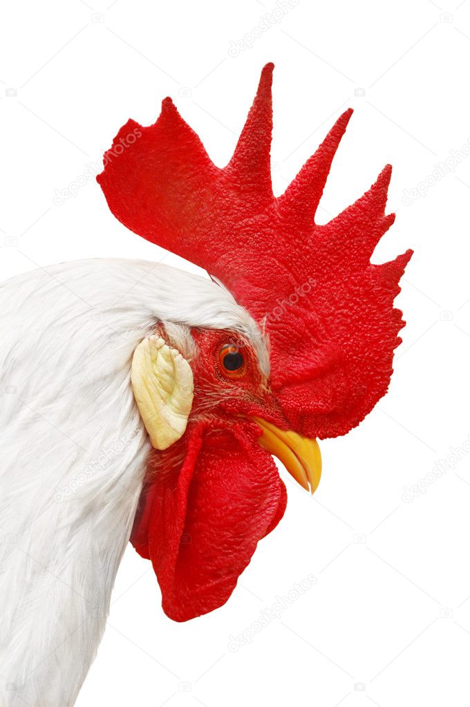 White rooster with red crest