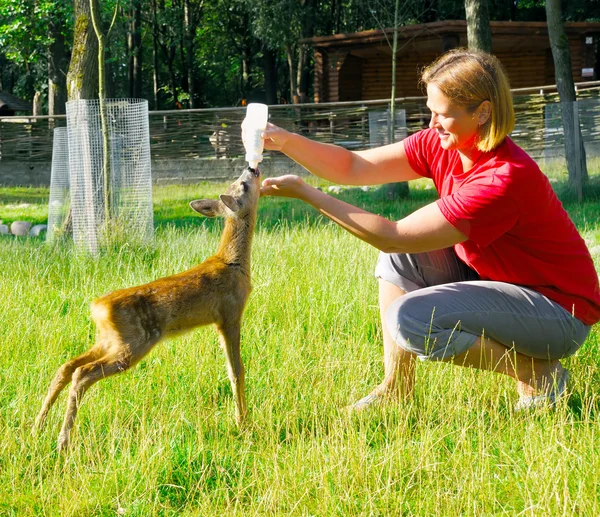 Belle femme nourrit les jeunes cerfs — Photo