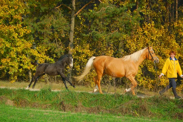 Mulher com égua e potro na corrida da manhã — Fotografia de Stock