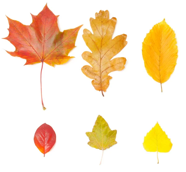 Сбор различных листьев — стоковое фото