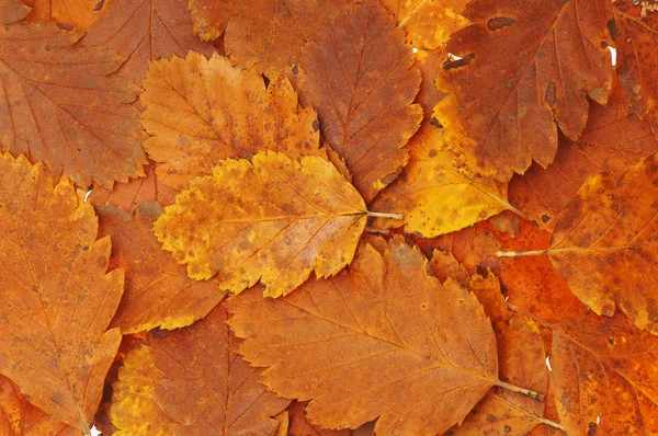 Haufen brauner Blätter — Stockfoto
