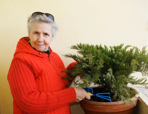 Granny with sunglasses on head grows plant — Stock Photo, Image