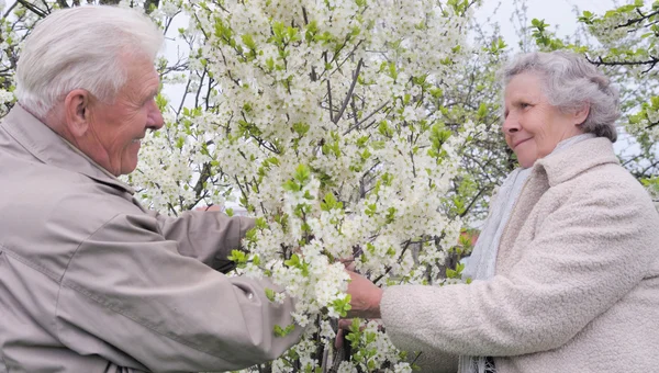Glückliche Großeltern im blühenden Garten — Stockfoto